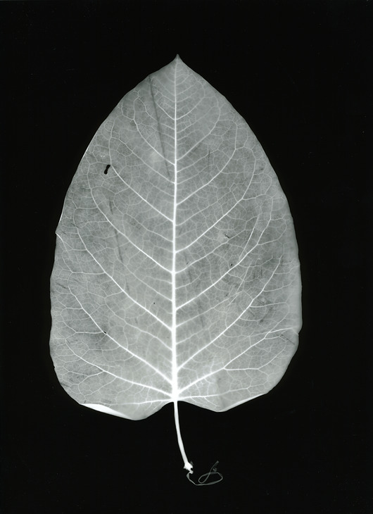 fotografia Liść