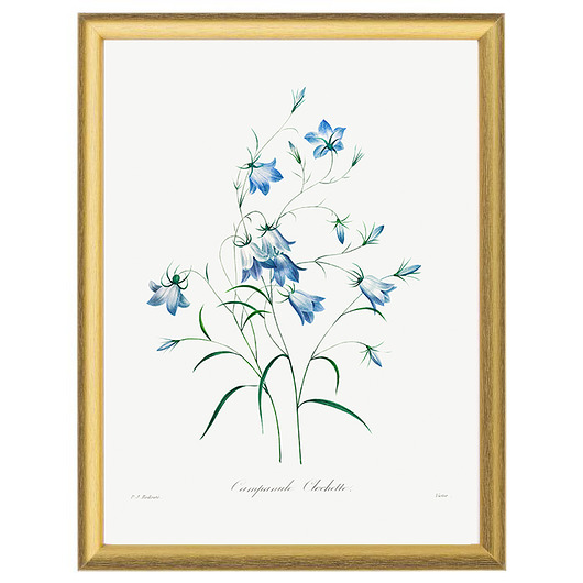 Botaniczne ilustracje - Campanula(dzwonek) White Rose Peonies 
