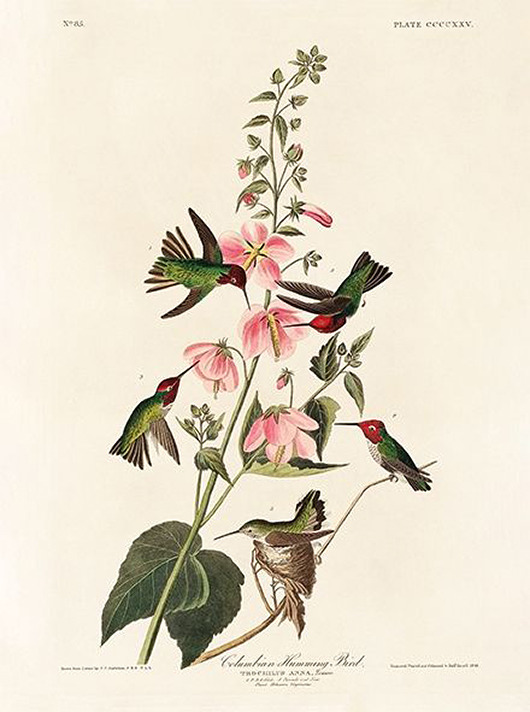 plakaty Kolibry-ptaki-plakat