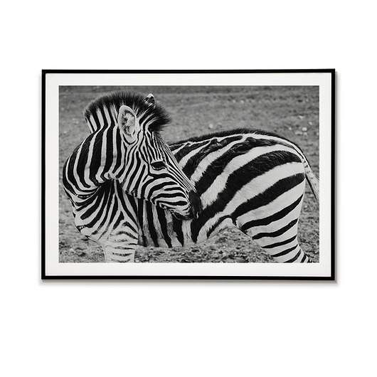 Plakat Zebra-Plakat zwierzę-zwierzęta Bajkowe Obrazki