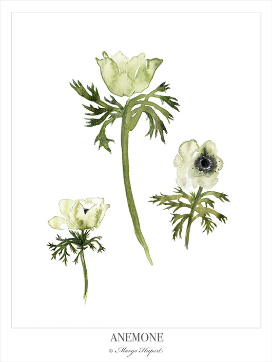 Anemone plakat/poster, wydruk cyfrowy Margo Hupert
