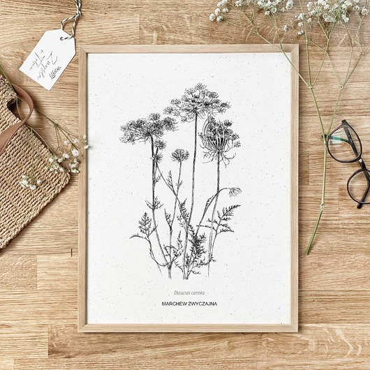grafiki i ilustracje Marchew zwyczajna - rysunek botaniczny