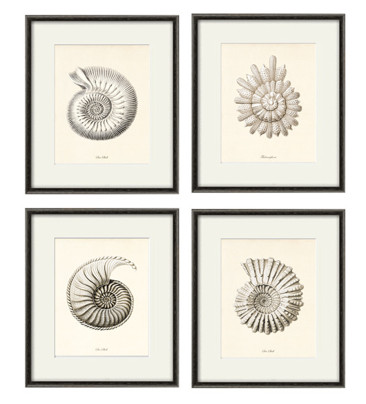 grafiki i ilustracje Zestaw 4 grafik koralowiec reprodukcja morskie plakaty muszle