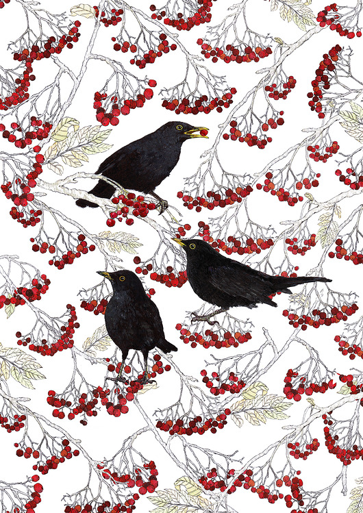 grafiki i ilustracje Kosy w jarzębinie   - Grafika- Ilustracja- Ptaki