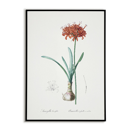 plakaty Amarylis - Plakat botaniczny - Retro