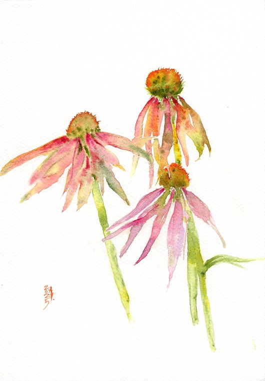 obrazy Oryginalna akwarela. Jeżówka