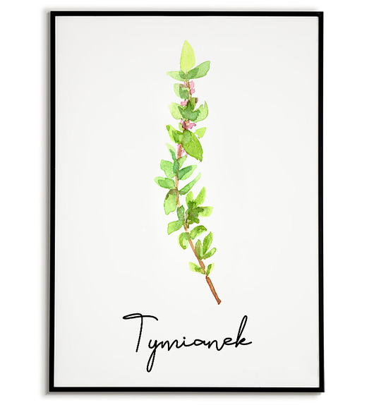plakaty Plakat  GRAFIKA roślina ZIOŁA tymianek
