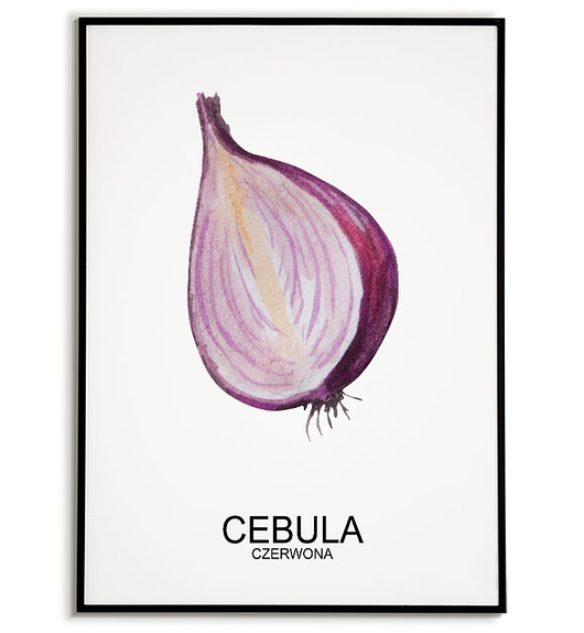 plakaty Plakat  GRAFIKA CEBULA CZERWONA warzywa ZIOŁA
