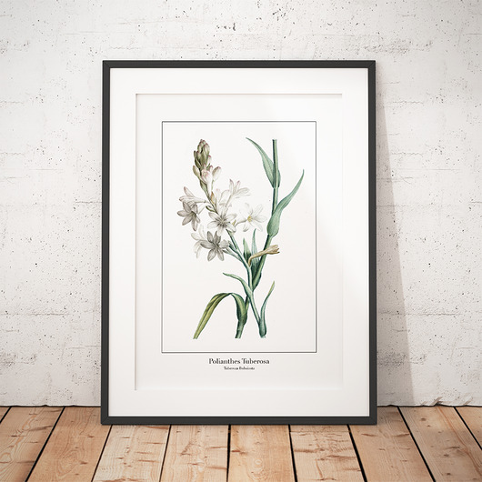 Plakat botaniczny Tuberoza Bulwiasta trochę na ścianę