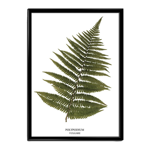 Botaniczny plakat PAPROĆ format A4 Lawendowy Bazar