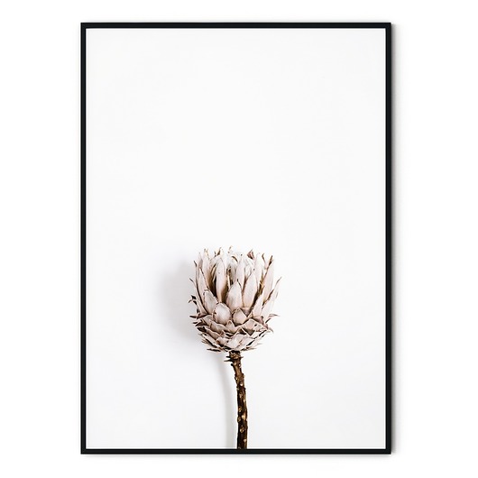 Plakat botaniczny Zasuszony kwiat myscandi