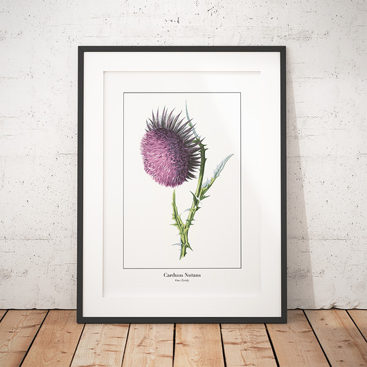 Plakat botaniczny Oset Zwisły trochę na ścianę
