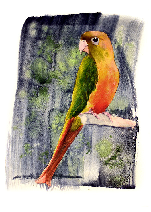 plakaty Plakat Rudosterka zielonolica