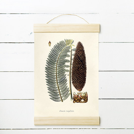 ZAMIA RYC.2 - rycina, plakat 21x30 cm MUKKO