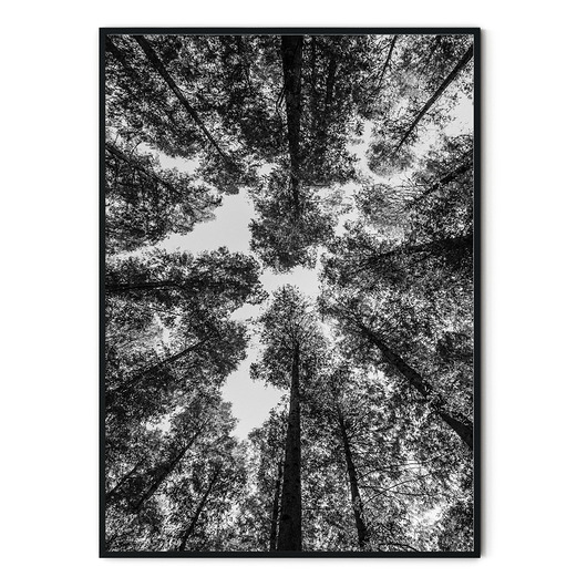 Plakat skandynawski Forest myscandi