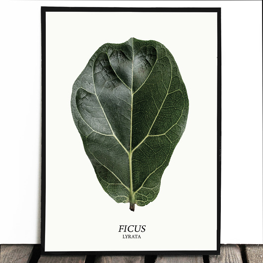 Botaniczny plakat FICUS LYRATA 70x100cm Lawendowy Bazar