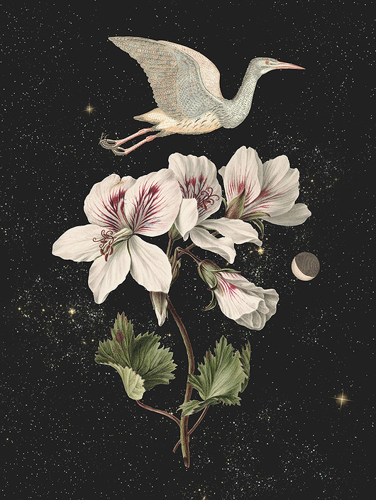 plakaty Plakat Moon bird 40x50cm
