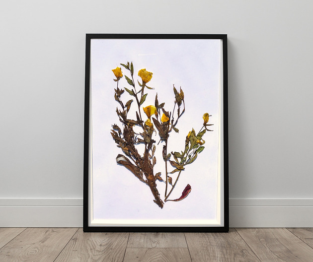 obrazy Obraz z kolekcji "Kwiaty polne"