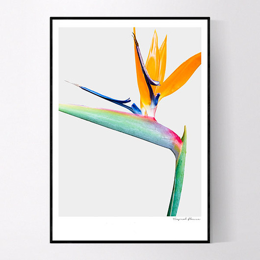 Plakat TROPICAL FLOWER MUKKO
