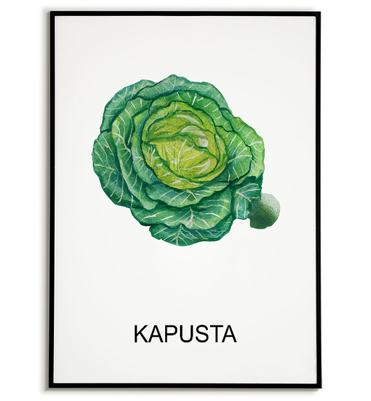 plakaty Plakat  GRAFIKA KAPUSTA warzywa ZIOŁA