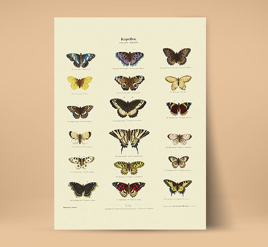 plakaty Plakat z motylami stary vintage retro tablica