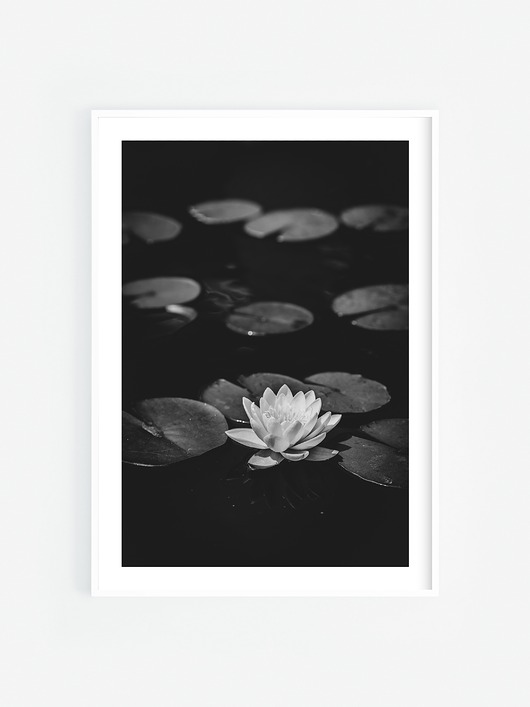 fotografia Lilia wodna I