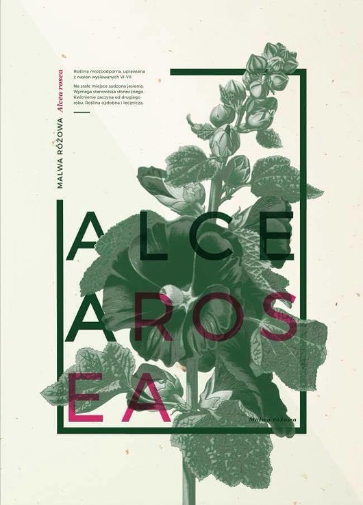 Plakat HOLA FLO Alcea Rosa HOLA STUDIO