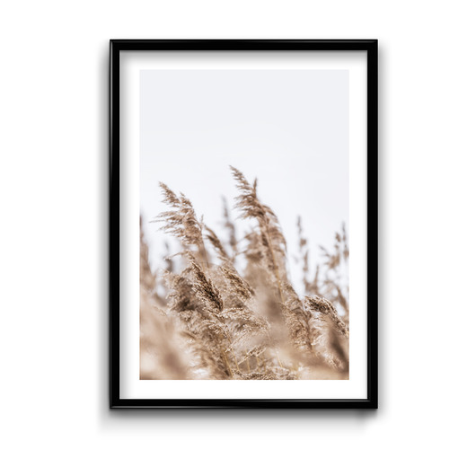 Plakat Dzikie Trwy Bury Lis