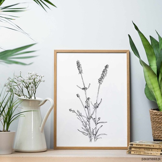 grafiki i ilustracje Lawenda - zestaw dwóch grafik 21x30