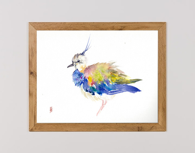 obrazy Oryginalna akwarela. Czajka