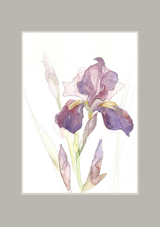irys ogrodowy Madame&Rose