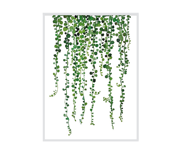 Plakat Starzec Rowleya / 40x50 Regina Land Atelier