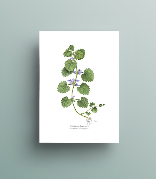 grafiki i ilustracje Bluszczyk kurdybanek