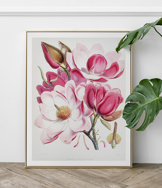 Plakat kwiaty vintage A3 Milo Mi
