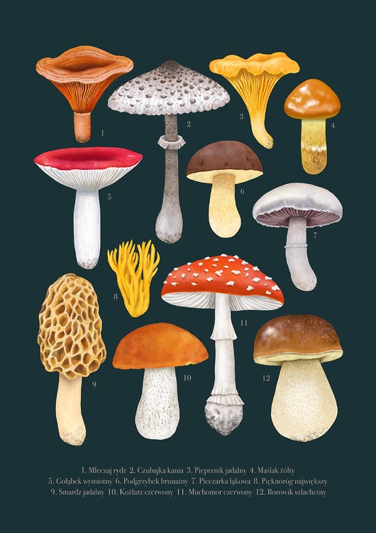 plakaty Plakat "Grzyby" 30x40 cm na morskim tle