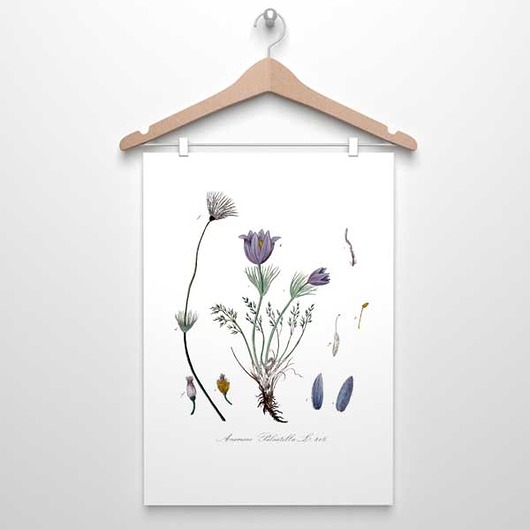plakaty SASANKA plakat  A4, A3, 30x40 cm ZIELNIK