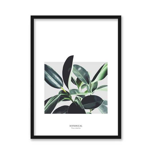 Plakat Ficus Elastica + Monstera Deliciosa 40x50 nooma