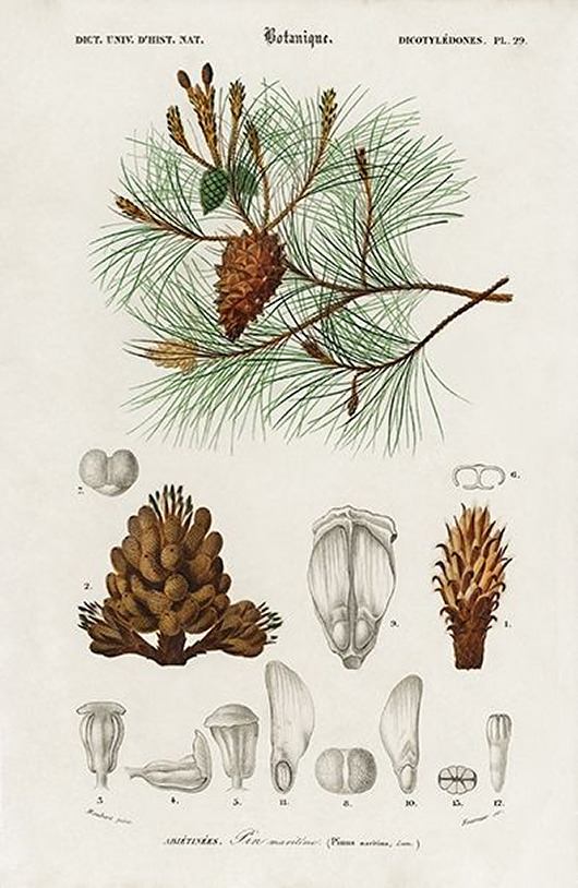 plakaty Sosna-plakat-rycina