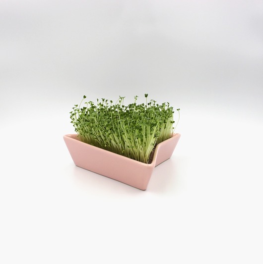 ozdoby wielkanocne Kiełkownik różowy