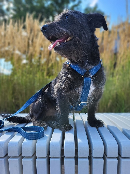 smycze i obroże dla psów i kotów Szelki typu guard Royal bLue