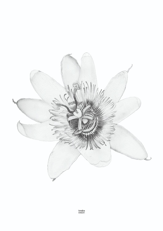 plakaty Plakat  Passiflora caerulea II