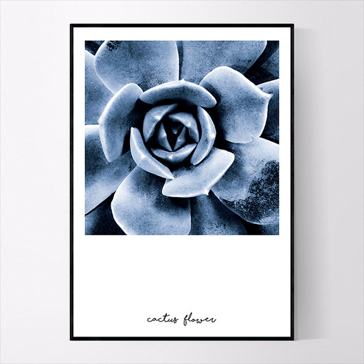 Plakat CACTUS FLOWER 50x70 cm MUKKO