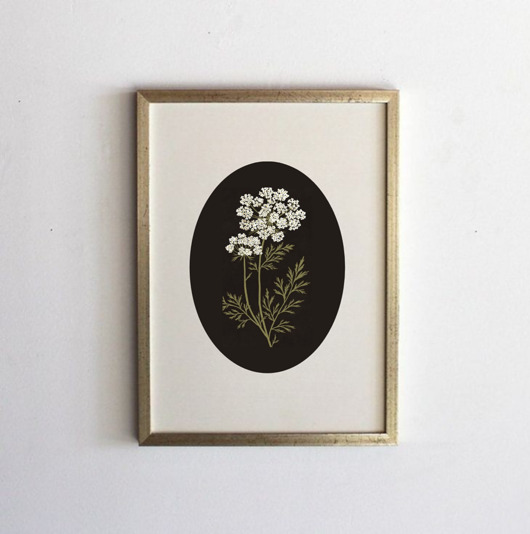 grafiki i ilustracje PLAKAT botaniczny, polne kwiaty grafika, rysunek kwiaty