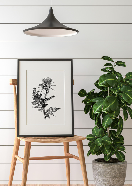 grafiki i ilustracje PLAKAT szkic botaniczny, polne kwiaty grafika, rycina oset