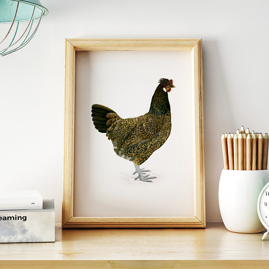 plakaty Plakat zwierzęta -  Kura Hiszpańska