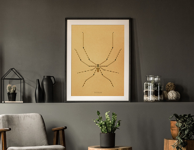 plakaty Plakat INSEKTARIUM pająk Nasosznik trzęś