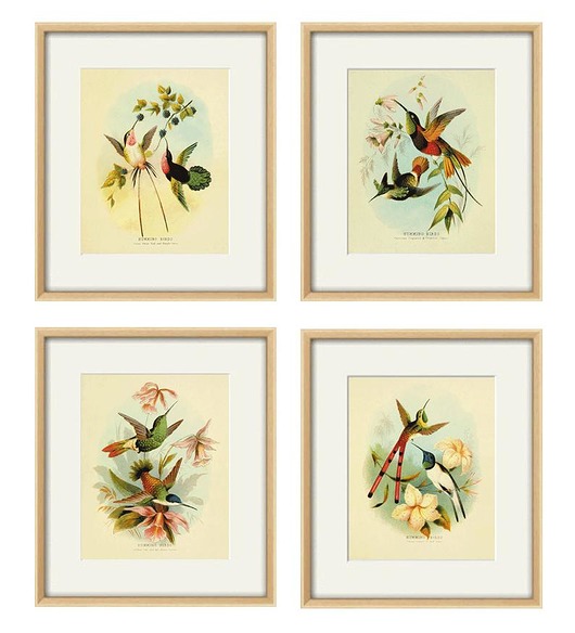 grafiki i ilustracje Zestaw 4 grafik  ptaki   reprodukcja koliber