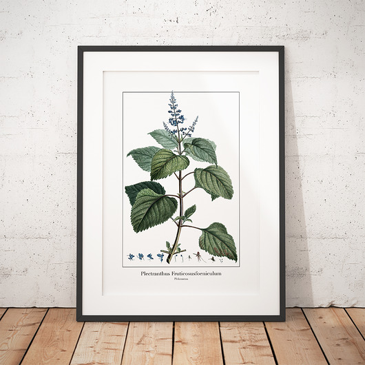 Plakat botaniczny Komarzyca trochę na ścianę