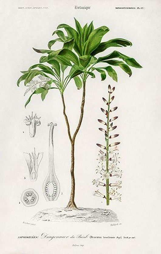 plakaty Dracena-plakat-rycina