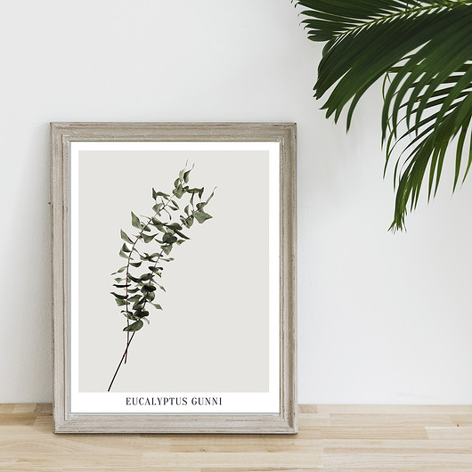 Plakat EUCALYPTUS muybien
